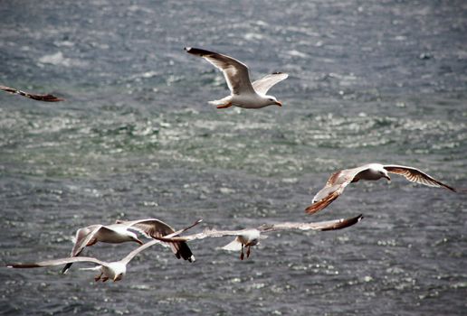 Sea gulls in Lanzarote, Canary Islands.







SeaLandscape image from the isle of Lanzarote, Canarias.