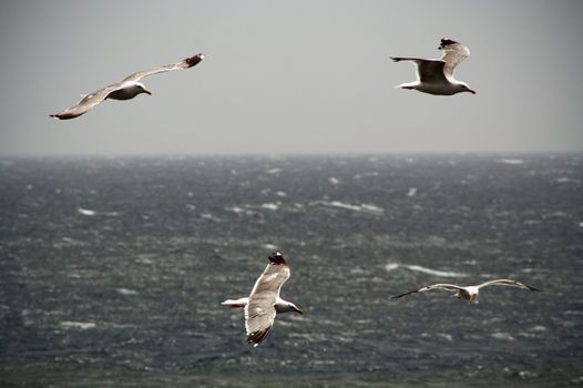 Sea gulls in Lanzarote, Canary Islands.