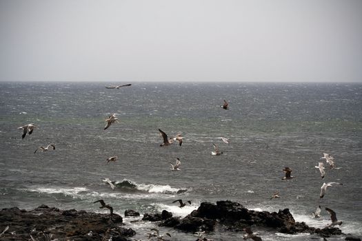 Sea gulls in Lanzarote, Canary Islands.