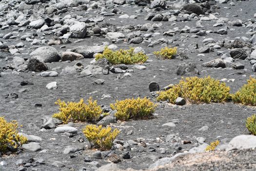 Landscape image from the isle of Lanzarote, Canarias.