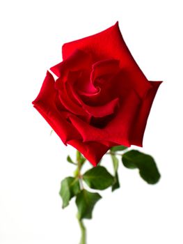 Front of red rose on white background