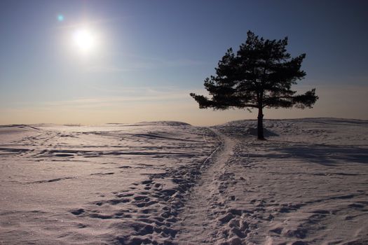 winter landscape with pine and the path to the beach