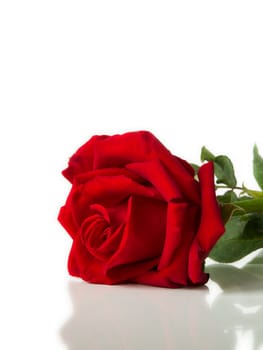 Red rose laying on White background and Reflect floor