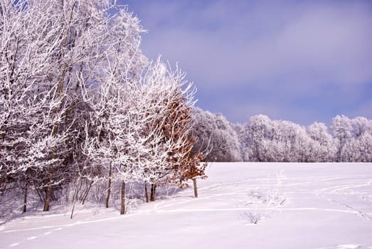 Trees covered with frost beautifully sunlight sun. Snow and cold. Amazing winter view.