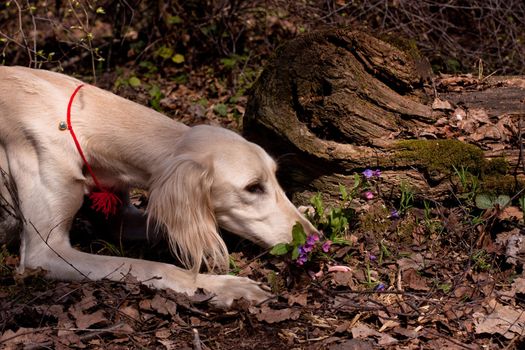 A lying young white saluki smell flowers in a spring forest
