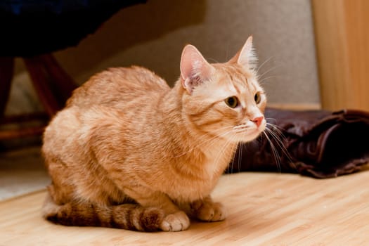 A young ginger tabby cat on the floor
