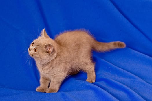 A British kitten lying on textile background
