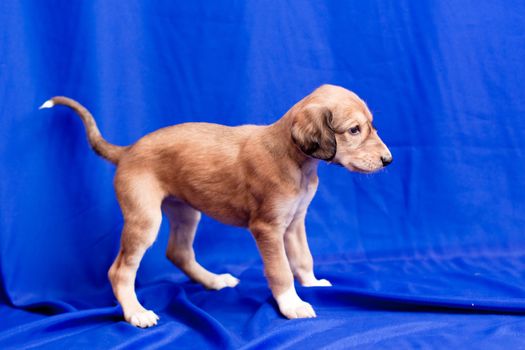 A brown saluki pup standing on blue background
