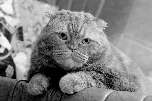 A scottish fold cat lying on leather sofa
