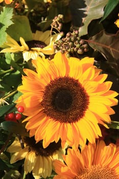 A bright yellow sunflower and some autumn leaves and berries