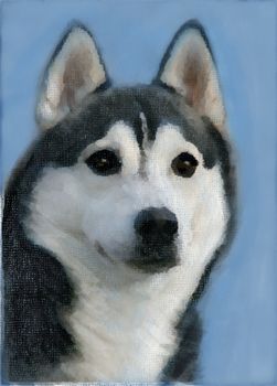oil painting portrait of siberian husky (black and white) in winter