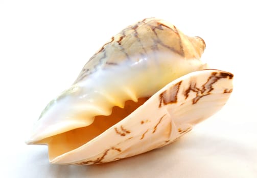 sea shell isolated on white