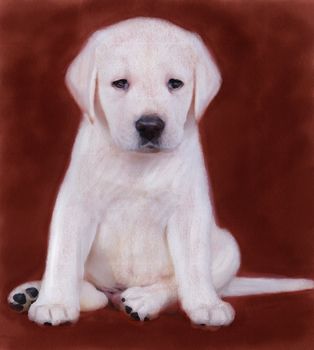 oil painting portrait of yellow  labrador puppy
