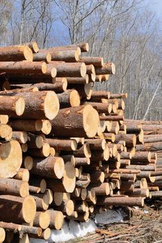 Cut and chopped wood are stacked in a heap