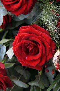 Single big red rose and some green in close up