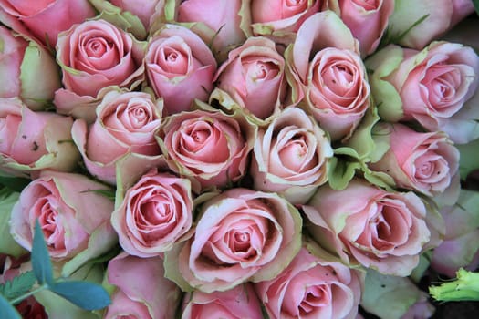 A group of soft pink green roses in close up
