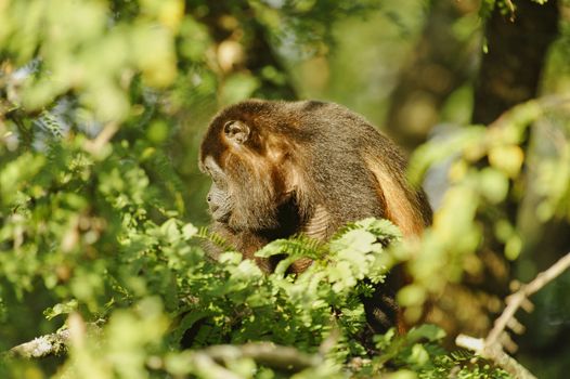 Howler Monkey in a tree at La Ensenada, Costa Rica.