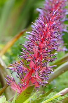 Flowers, La Paz Waterfall Gardens, Costa Rica.