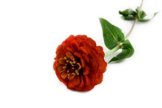  orange zinnia flower on white background