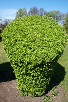 Jasmine (Philadelphus coronarius) greenery in a city park