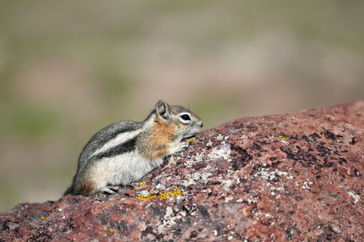 A close up shot of a chipunk on a rock with room for copy space.