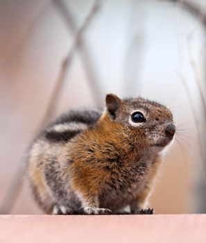 A close up shot of a chipmunk with room for copy space