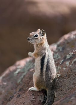 A close up shot of a chipmunk standing up with room for copy space.