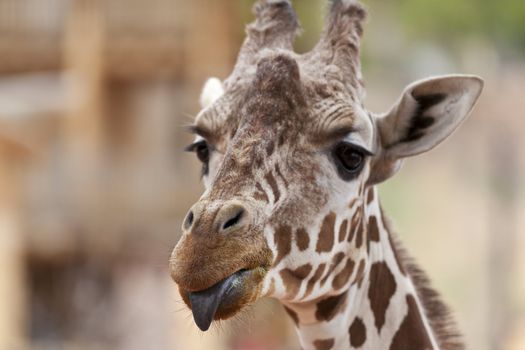 A close up shot of a giraffe (Giraffa camelopardalis) sticking its tongue out at the camera.