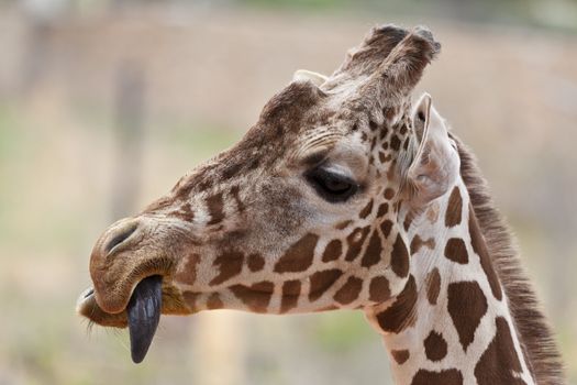 A close up shot of a giraffe (Giraffa camelopardalis) sticking its tongue out.