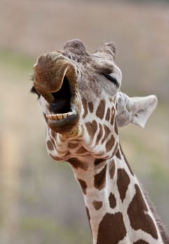 A close up shot of a Giraffe (Giraffa camelopardalis) yawning.