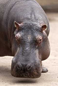 A close up shot of a Hippopotamus (Hippopotamus amphibius). This large semi-aquatic mammal is mostly herbivorous and lives in sub-Saharan Africa.
