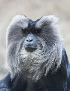 A close up shot of a Lion-tailed macaque (Macaca silenus). This is an Old World monkey that is from the Western Ghats of South India. This monkey is a diurnal rain forest dweller that spends most of its time in the upper canopy of tropical moist evergreen forests. 