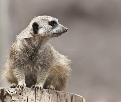 A close up shot of a meerkat (Suricata suricatta) looking at something off in the distance. This mammal is a member of the mongoose family and lives in all parts of the Kalahari Desert in Botswana and in South Africa. 