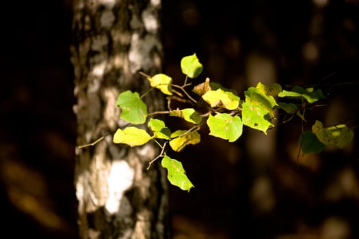 Green aspen leaves on dark background
