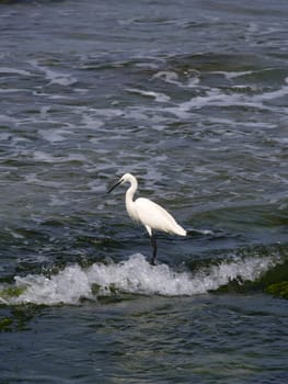 heron in coastal water