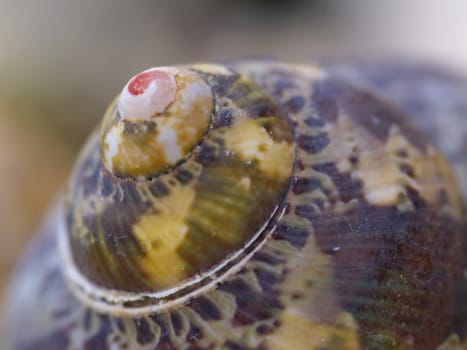 macro shot snail shell