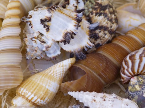 macro shot of snail shells in the sand