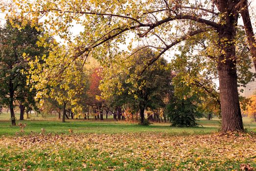 autumn tree with yellow leaves in park landscape