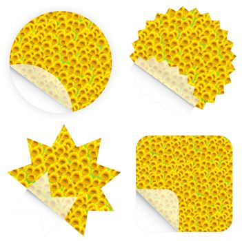 Illustration of beautiful sunflower retail stickers. Blank and isolated.