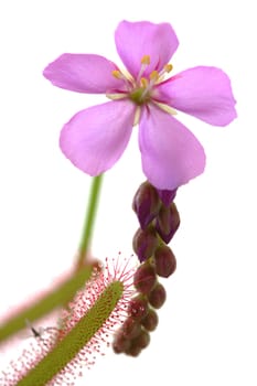 Carnivorous plant - cape sundew (Drosera capensis) flowering.