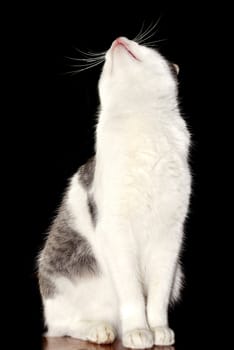 white and gray cat looking up indoor over black background