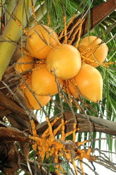 A bunch of ripe and fresh coconut palm on tree Cocos nucifera