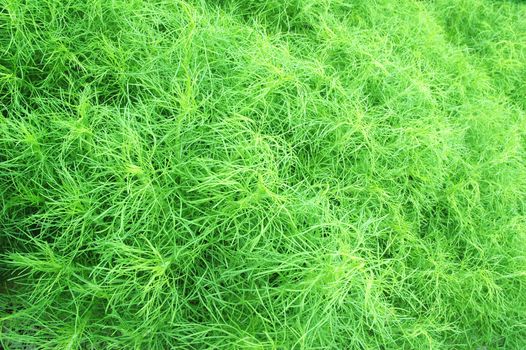 Close up shot of green grass field