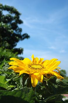 Bright golden sunflower Helianthus annuus blooming against blue sky