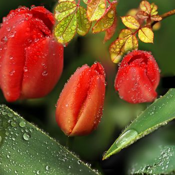 Rain drops on flowers and leaves compositin