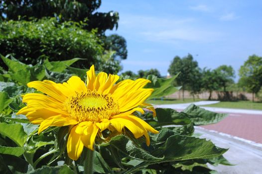 Bright golden sunflower Helianthus annuus blooming against blue sky