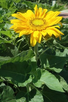 Bright golden sunflower Helianthus annuus in full blossom