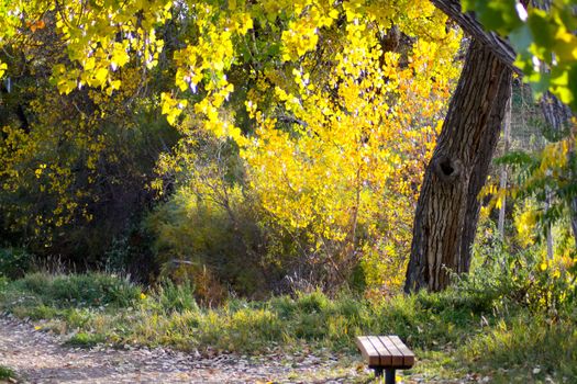 A tranquil park bench along scenic trail in the fall surounded by autum colors.