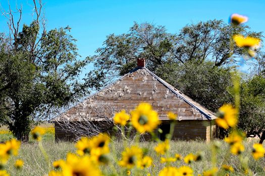 An isolated, abandoned homestead on the Colorado prairie surounded by fields of sunflowers.