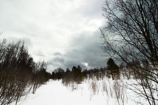 A spooky contrast filled winter landscape